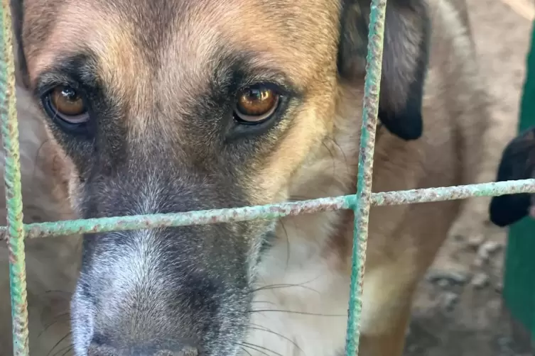 Straßenhunde in Rumänien haben oft ein trauriges Schicksal. 