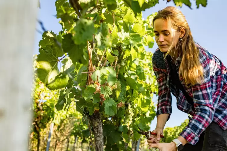 Saskia Schwedhelm bei der Weinlese. 