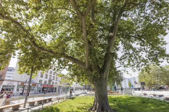 Städtische Bäume sollen im kommenden Sommer mit Bewässerungssäcken mit Wasser versorgt werden.