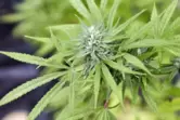 Cannabis soll in einigen Kommunen Clubs angebaut und kontrolliert verkauft werden, lautet der Plan der Bundesregierung. 