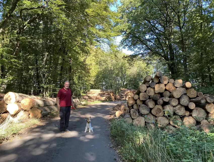 Das Forstamt lagert auf dem Bunkergelände Bäume, die vom Borkenkäfer befallen sind.