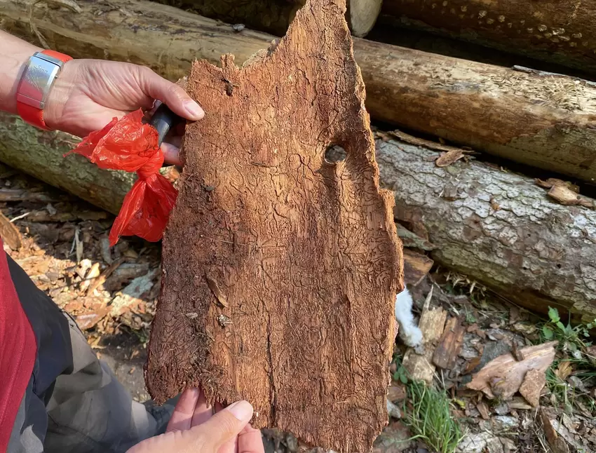 Am Holzfraß in den Rinden kann man das gut erkennen.