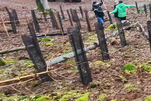 Im Stadtwald wurden 400 junge Bäume gepflanzt. 