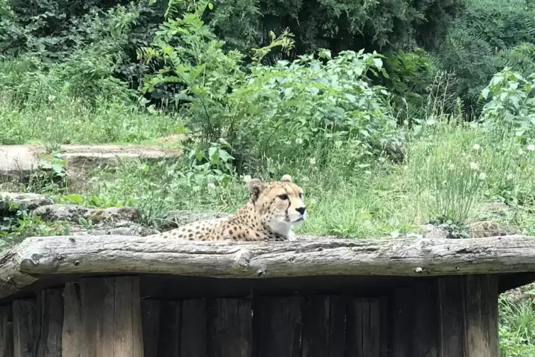 Einer der Geparden im Landauer Zoo. 