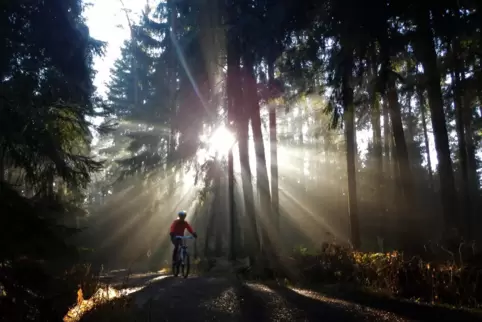 Für Mountainbikefahrer gibt es am Donnersberg noch keine eigens eingerichtete Strecke. Sie müssen mit den normalen Waldwegen aus