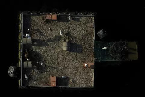 Das Drohnenfoto bringt es ans Licht: Neben einigen Brutpaaren beherbergt diese Insel auch mehrere tote Lachmöwen.