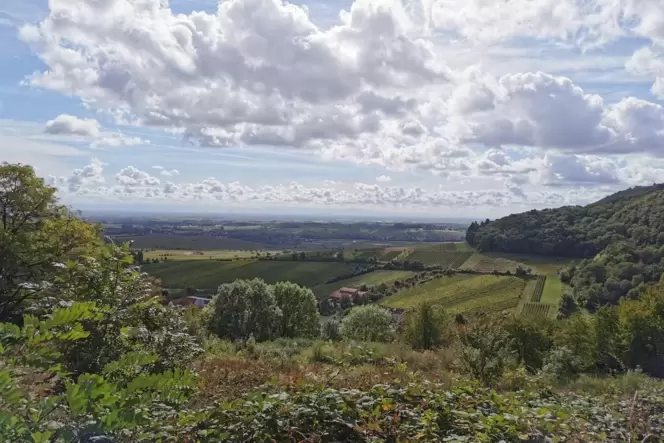 Aussichtsreiche Tour: Blick auf den Pfälzerwald bei Leinsweiler vom Slevogthof aus.