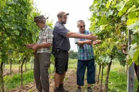 Winzer Phillip Heinz (Mitte) im Weinberg.