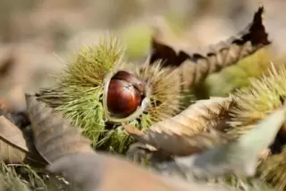 „Mir kinnden emol widder ... “, owwacht!, „... in de Wald gehe un Keschde lese.“