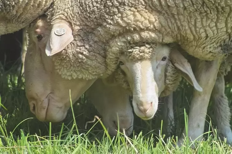 Beim Wollannahmetag des Schafhaltervereins in Ulmet 2021 wurden 1,2 Tonnen Wolle abgegeben. In früheren Jahren waren es schon ma