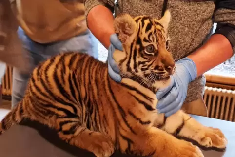 Erste Untersuchung bestätigt: Die kleinen Tiger sind gesund und munter. 