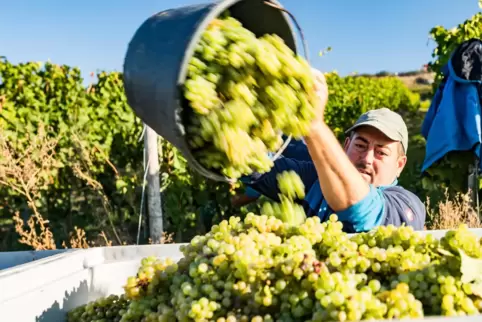 Ein wichtiger Schritt in der Wein-Produktion: Die Weinlese. Hier im Zellertal erntet Erntehelfer Laszlo Opra bei der Weinlese vo