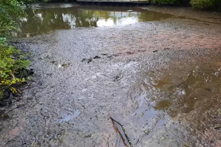 Feuerwehrleute fingen die Fische mit Keschern ein und trugen sie in Eimern in den Schwarzbach. 