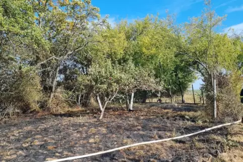 Ein Übergreifen der Flammen auf die Bäume konnte gerade noch verhindert werden. 