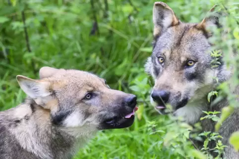In Freiheit gab es dieses Bild in der Pfalz wahrscheinlich noch nicht: Ein junger Wolf mit Elternteil. Dieses Bild entstand in e