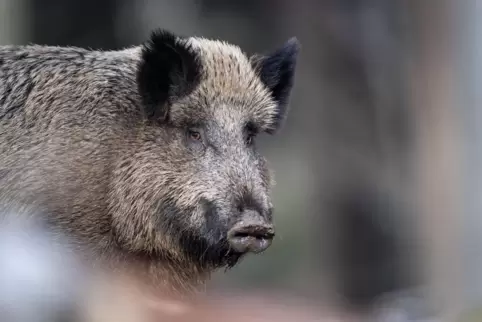 Der Bestand an Wildschweinen hat in der Südpfalz zugenommen. Der Tisch der Natur ist für die schlauen Tiere an der Südlichen Wei