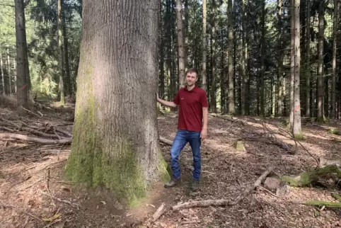 Förster Christian Kappich zeigt eine Eiche, die mehrere Jahrhunderte unter der Rinde hat. Ein kleiner Käfer könnte jedoch auch b