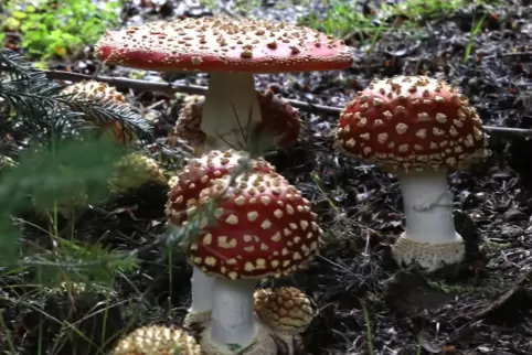 Fliegenpilze gehören zu den bekannteren Arten. Die Pilzfreunde zeigen aber auch geheimnisvollere Exemplare.