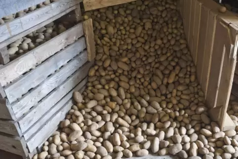 Im Lager ist noch Platz: Die Kartoffelernte ist in diesem Jahr vielerorts deutlich schlechter ausgefallen als gewohnt. 