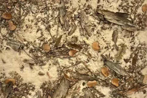 In der Ausstellung hat Betty Beier die brasilianischen Waldbrände mit einer Erdscholle dokumentiert.