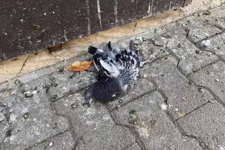 Eine von einem Auto erfasste Taube liegt seit Tagen auf dem Gehweg. 