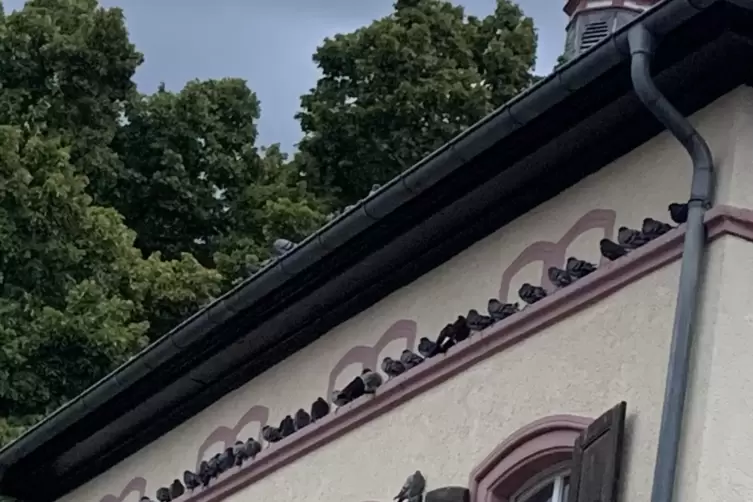 Dicht an dicht dr&auml;ngen sich die Tiere. 