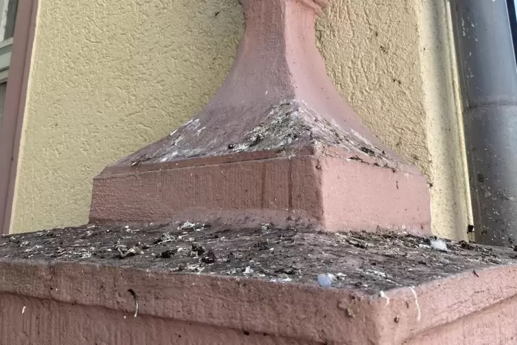 Nicht die einzige Hinterlassenschaft der V&ouml;gel. 