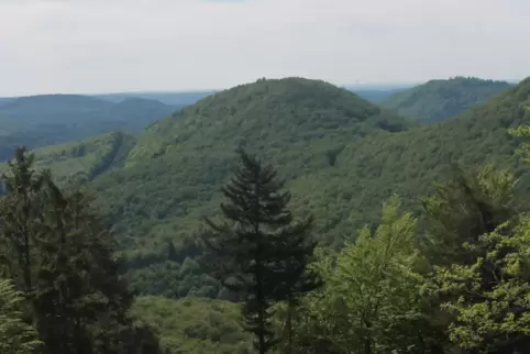 509 Meter hoch ist der Wartenberg mitten im Pfälzerwald und heute recht unzugänglich.