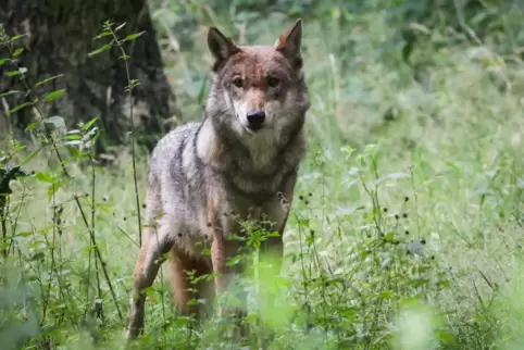 In diesem Jahr wurden bisher zwei Wölfe in der Pfalz nachgewiesen. Die Wölfin auf dem Bild lebt indes im Tierpark Eekholt in Sch