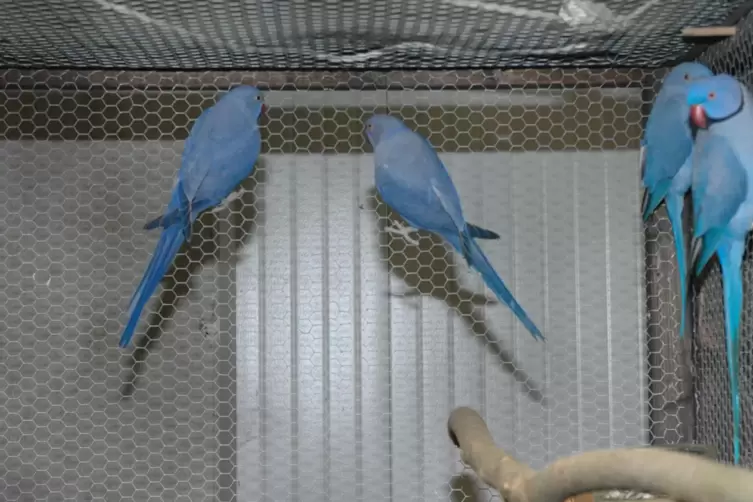 Halsbandsittiche Mutation in blau, die unsere Aufnahme zeigen, befinden sich unter den erwarteten 800 Vögeln, die während der zw