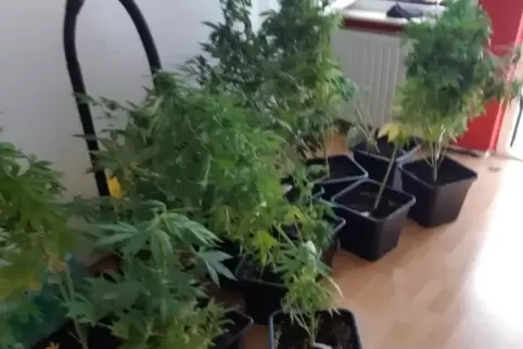 Auch in kleinen Wohnungen findet die Polizei öfter Cannabis-Pflanzen. 