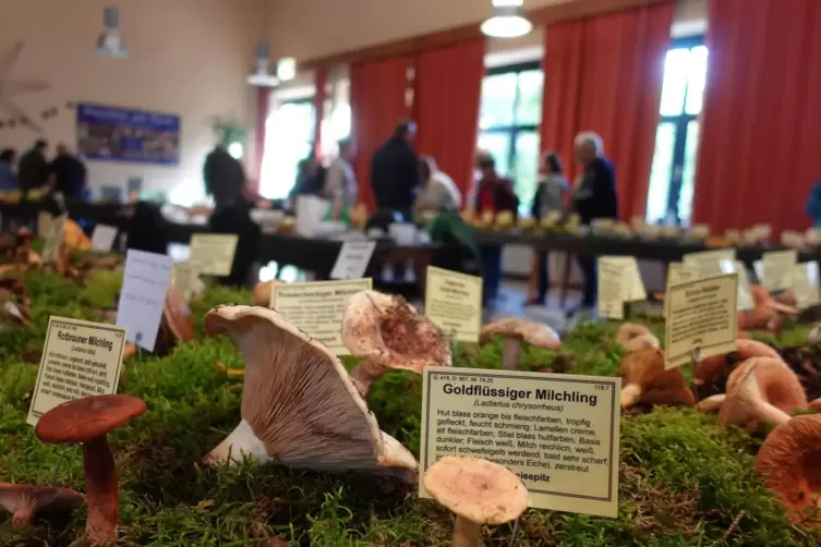 Knapp 300 Pilzarten haben die Pilzfreunde Saarpfalz bei ihrer Ausstellung am Wochenende gezeigt. Die Pilze sind, wie der Goldflü