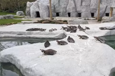Die Pinguine zählen zu den Attraktionen des Luisenparks.
