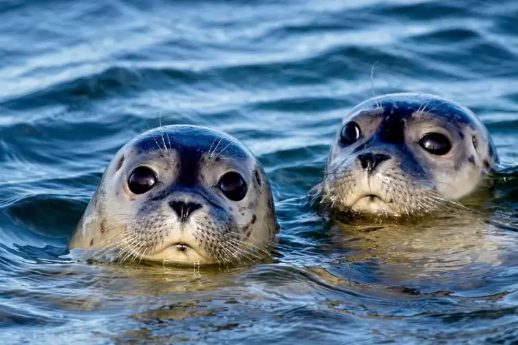 Zwei Seehunde vor der Insel Juist.