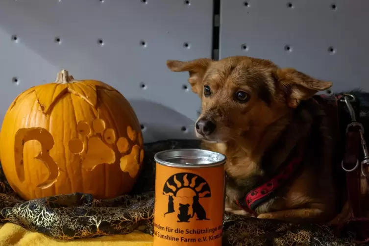 Hunde-Halloween: Spenden erwünscht. 