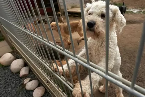 Wer Hunde aus dem Tierheim bei sich aufnimmt, soll in Frankenthal zwei Jahre keine Hundesteuer zahlen müssen.