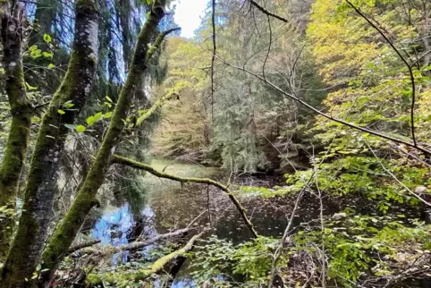 Urig schön: der bemooste Wald um die Teiche im Glasbachtal.