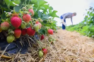 Person-pflückt-Erdbeeren-in-Erdbeerfeld