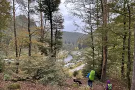 Unterwegs im herbstlichen Pfälzerwald: Auf der Wolfstour rückt der Dahner Campingplatz immer mal wieder ins Blickfeld. 