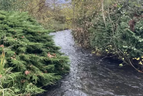 Die Wieslauter bei Dahn in Höhe Jungfernsprung. 