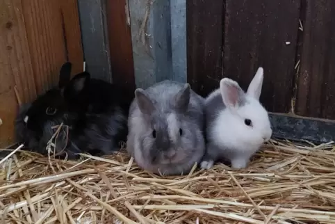 Drei der beschlagnahmten Kaninchen. 