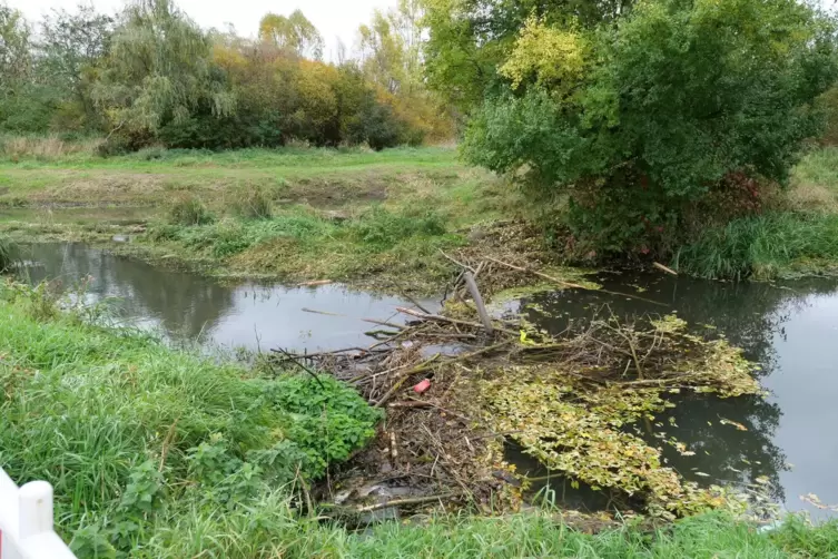 Dammbau: Das Nagetier hat den Mittelgraben bei Lambsheim nahe des Flo&szlig;bachs aufgestaut. 
