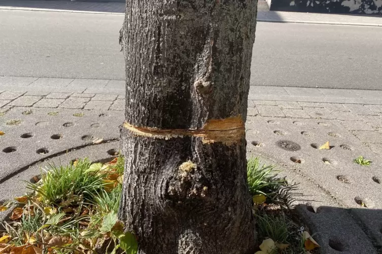 Angesägter Baum: Später musste er gefällt werden.