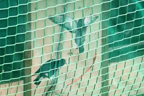 Die Tauben können nur hinter dem grünen Netzt herumflattern. 