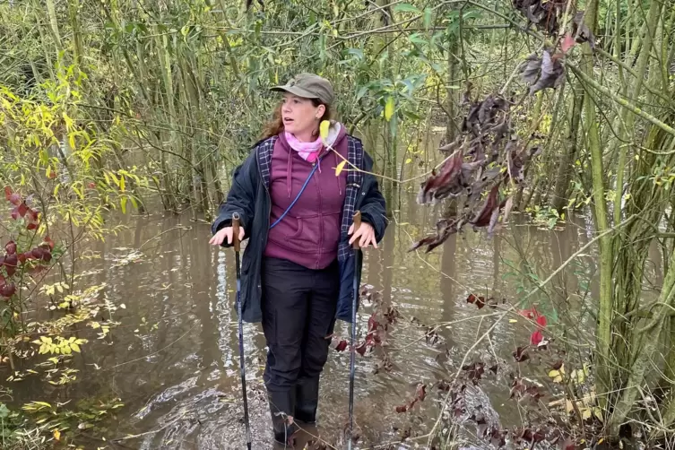 Klassisches Bild: Im Westen des Obrigheimer Renaturierungsgebiets hat der Biber ein W&auml;ldchen unter Wasser gesetzt.