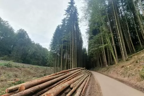 Im Zuge von Verkehrssicherungsmaßnahmen an der Bahnstrecke wurden bereits einige Bäume entfernt. Jetzt starten größere Fällarbei