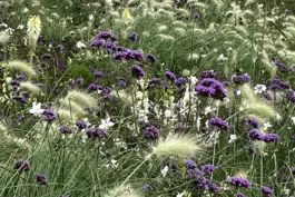 Ein Sommerbeet mit Trockenstauden wie Eisenkraut und Gelenkblume wird durch pflegeleichte Gräser aufgelockert. 