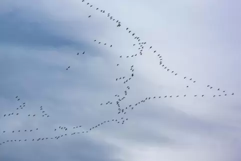 Die Kraniche über Kallstadt. 