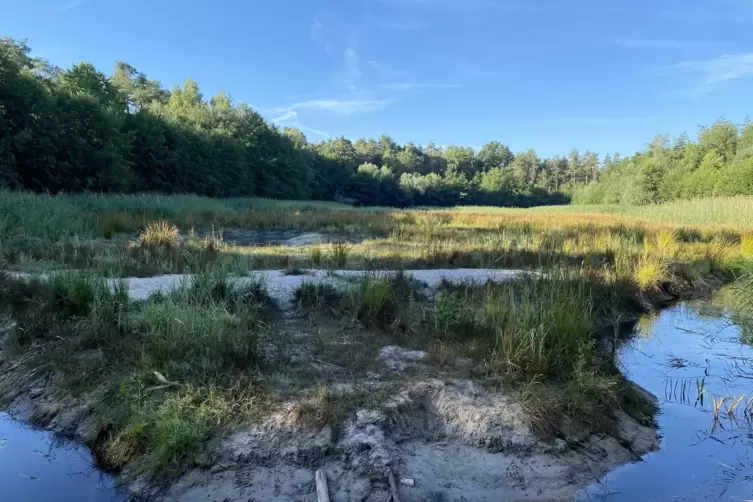 Das Wasser ist weg: Der Mittellacheweiher bei Schifferstadt war vor wenigen Jahren noch ein kleiner See, in dem geangelt wurde. 