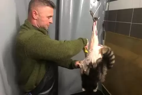 Ein ungewöhnliches Bild im Schlachtraum der Wildererhütte in Kade: An einem großen Fleischerhaken hängt ein erlegter Waschbär. M